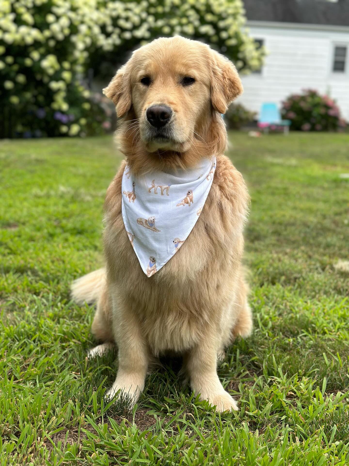 Preorder Golden Dreams Pet Bandana